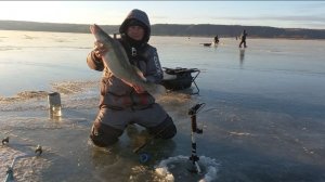 трофей на пятак на метре глубины перволедье по судаку #рыбалка #судак #зимой #виб #первый