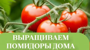 СОРТ НИКТО ВРОДЕ НАБИРАЕТ СИЛУ