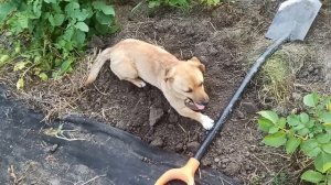 9,10 июня 2025г. Доделала курятник.