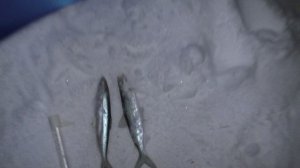 рыбалка на рипуса