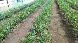 Жирует томат, как бороться с жированием томата