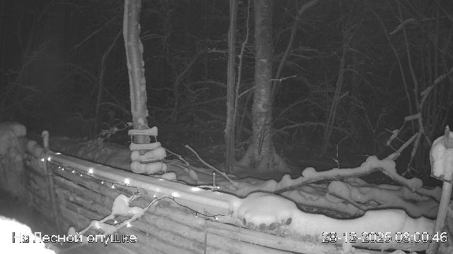 LIVE: На лесной опушке. Природа онлайн смотреть онлайн