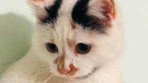 28-12-2025 жизнь кошки которую приютили)