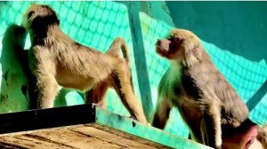 НЕ МОЖЕТ БЫТЬ! Лида с Люсей ПОМИРИЛИСЬ, Лида даже перебирает шерсть у Люси!!!