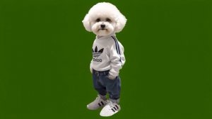 Собака 1_encoded