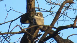 Ястребиная сова крутит головой
