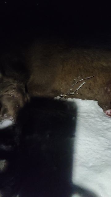 Мясо лося тел 89209904010. смотреть онлайн