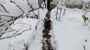 Киску Пятницу замело снегом к вечеру спасли