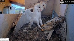 Безумие!!! Дикая пустельга нападает на пару сипух внутри гнезда, и ей повезло, что она спаслась!