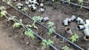 Высадка рассады томата - без полива грунта
