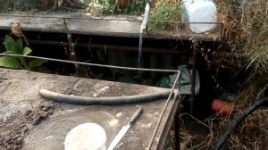 Вершинная гниль томата и перцев. Как правильно вносить кальций от вершинки