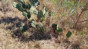 Плоды кактуса