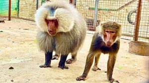 Лида с Елисеем ХОРОВОДЯТ, а Люся ждет, когда на ее улице будет праздник)))