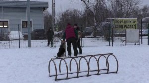 Проба_Бойкая Стая Шерстяной Зевс Громовержец