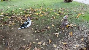 Куда сходить в Сириусе (Сочи) ОБЯЗАТЕЛЬНО зимой?😎Орнитологический парк в Имеретинской низменности