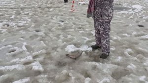 Светлые Горы Форель 28.12.2025г.