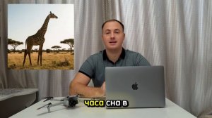 Сколько спит жираф