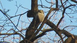 Сова на верхушке дерева. Фотографы караулят ястребиную сову