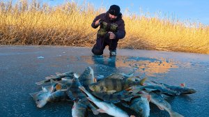 ЩЕДРЫЙ ПЕРВЫЙ ЛЁД В АСТРАХАНИ. ТЯГАЮ ОКУНЕЙ НА БАЛАНСИР. Подлёдная рыбалка.
