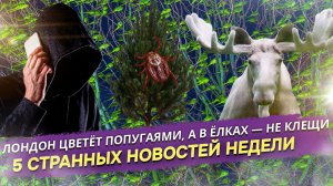 Аномалия в Лондоне, клопы в ёлках и капсула-ловушка. Три новости, от которых вы точно не заскучаете