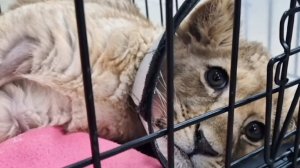 Прокуратура начала проверку из-за искалеченного львенка в Москва-Сити