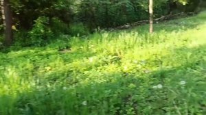 8,9 мая 2025г. Все растет ,все зацветает,все радует.С Днем Победы!