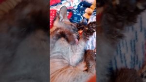 Шуша, и зелёная кошка!