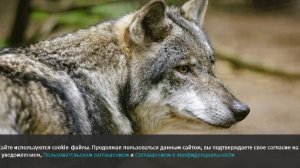 The Japan Times сообщила о сбежавшем волке в зоопарке Токио