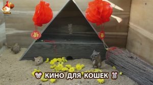 Видео для кошек про крысок развлекать питомцев 🐭🐀😂 (417)