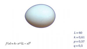 Объем яйца. Математическая модель и физический экспер
