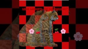 спасибо за 30 подписчиков 🫶!