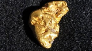 Самородное Золото под корнем поваленного дерева!