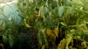 Гибрид томата Мальва f1 финал