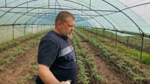 Какое Ec и Ph воды с подкормкой должны быть для томата. Делаем правильный питательный раствор