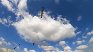 Клубная музыка / All Ends Loose - Truvi / hous / хауз / club music