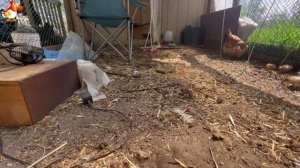 Любовь птицевода к Курочкам 🐥🐔🥚 Нежное видео 🐓 Версия (98)