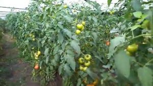 Гибриды томатов Мимино, Эрон, Белфорт - что лучше?