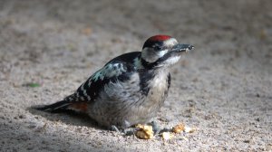 Орешек для молодого дятла. Июль 2023