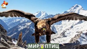 Мир птиц – красота и грация пернатых созданий Природы 🦩🦚🦜 Выпуск (433) 🦉🐦🐤