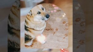 1000043858.mp4 (Собака наблюдает за устройством лестницы на 2 этаж в доме А-фрейм)