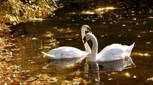 БЕЛЫЕ ЛЕБЕДИ (В. Валиулин)