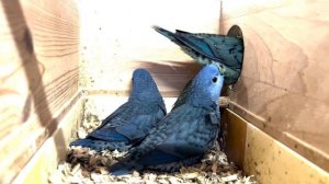 35 дней со дня рождения