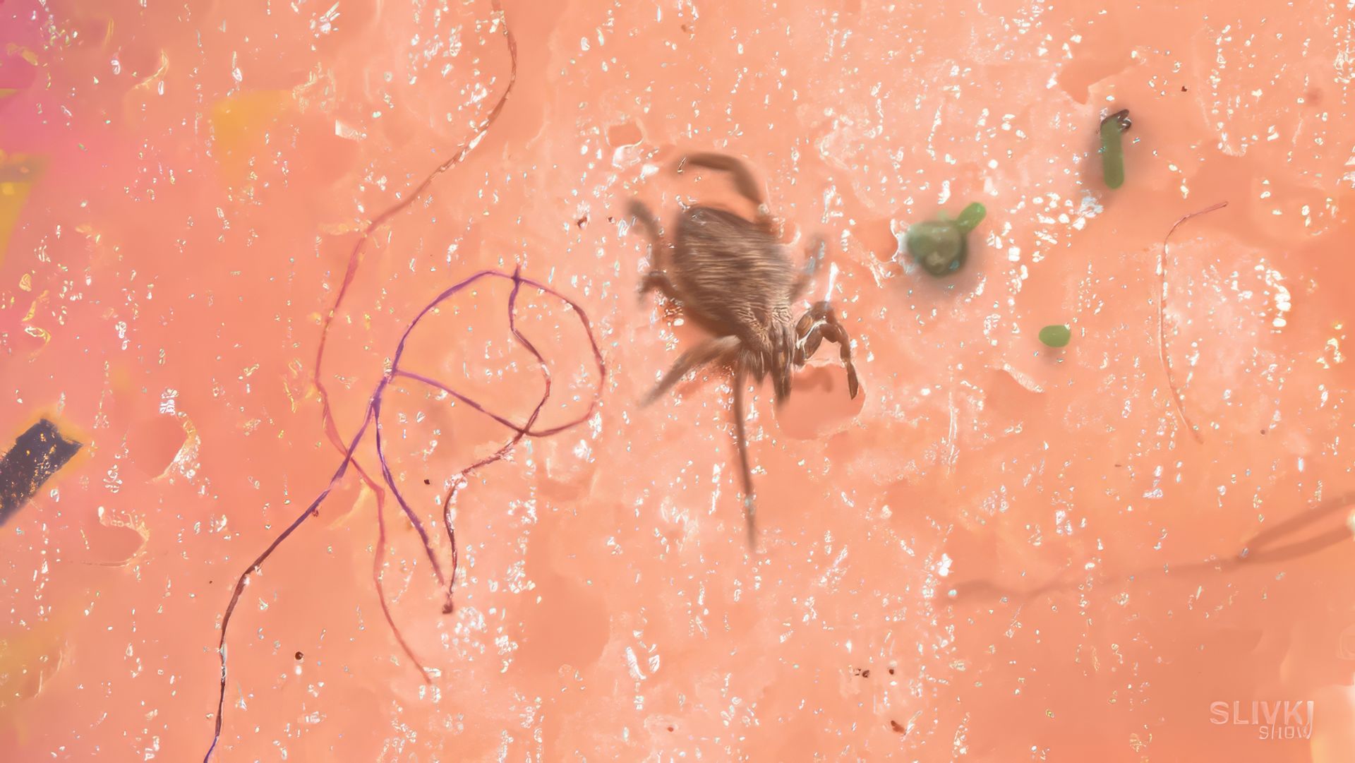 СОСИСКА ИЗ МАГАЗИНА ПОД МИКРОСКОПОМ! смотреть онлайн