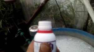 Бактериальные заболевания томатов. Хитозан Циркон через капельное. Для чего и почему