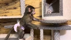 Лорик просто МОЛОДЕЦ, она отбивает атаки Анфисы и Моны, которые хотят захватить ее домик)))