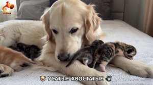 Котята и щенята 🐈🐶 Кошки и собаки 🤗 Милое видео про животных (35)