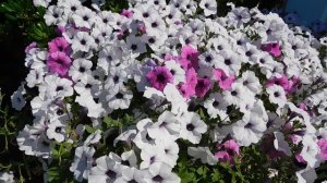 ВИДЕО  ПВН  ББ   (1572)