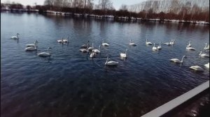 Лебедь - кликун! Экскурсия на озеро светлое лебединое с. Урожайное