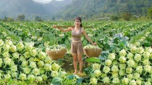 Сбор урожая кольраби на зелёной ферме, продажа на деревенском рынке.