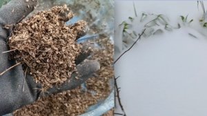 27 декабря иду сеять зелень🌱 Лук порей в сугробе греется😆